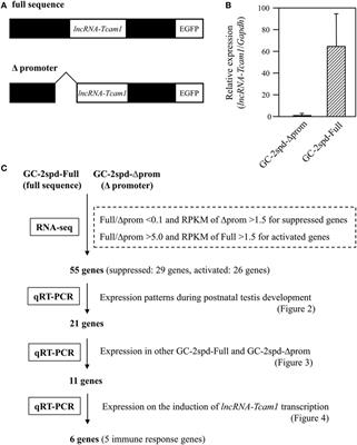 A Testis-Specific Long Non-Coding RNA, lncRNA-Tcam1, Regulates Immune-Related Genes in Mouse Male Germ Cells